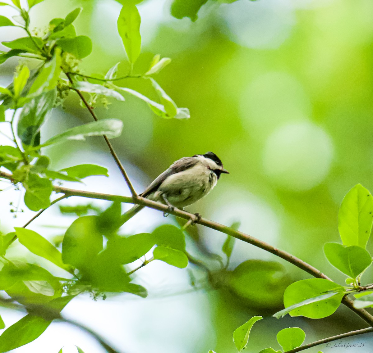 Carolina Chickadee - ML635836178