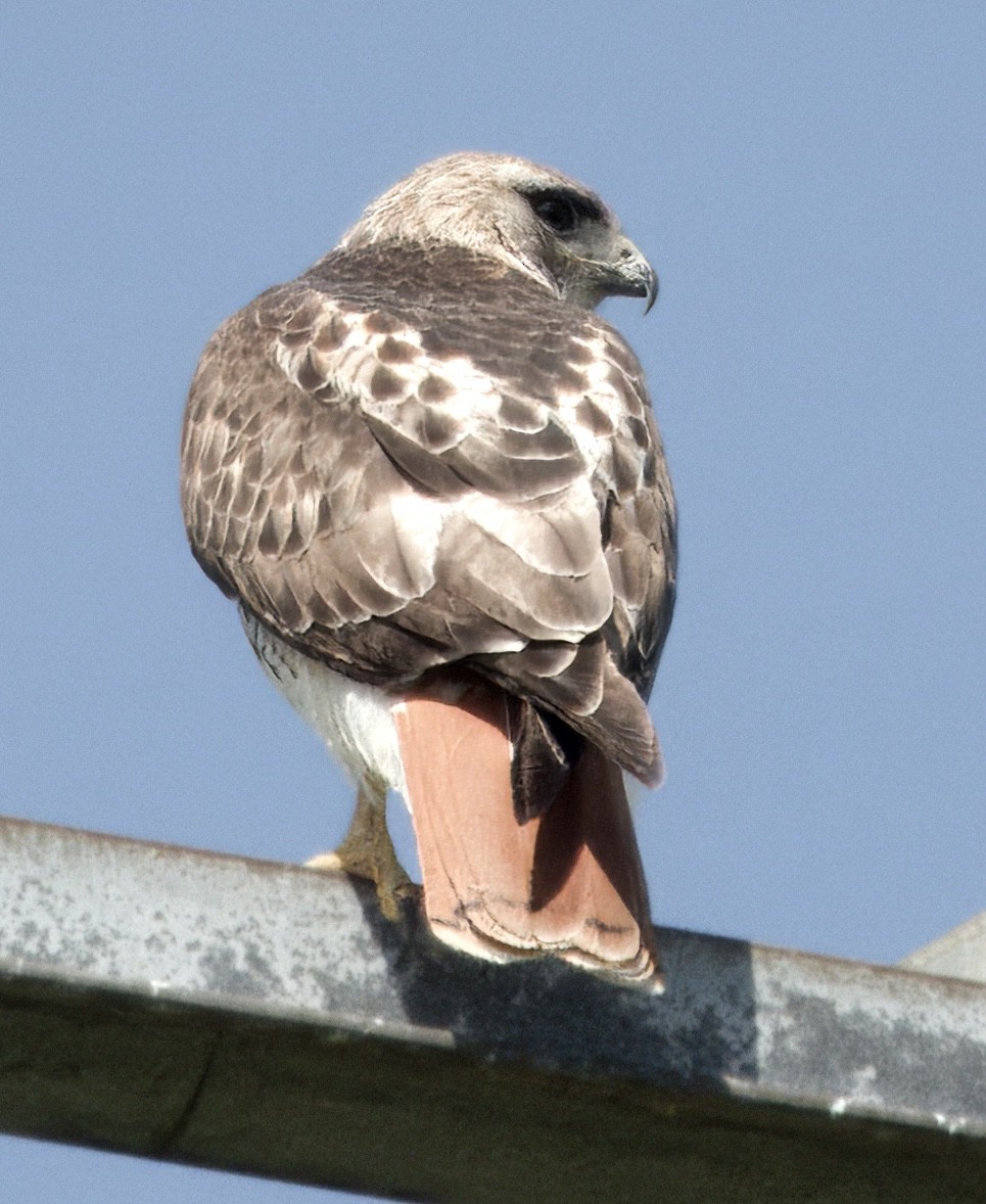 Red-tailed Hawk - ML635836179