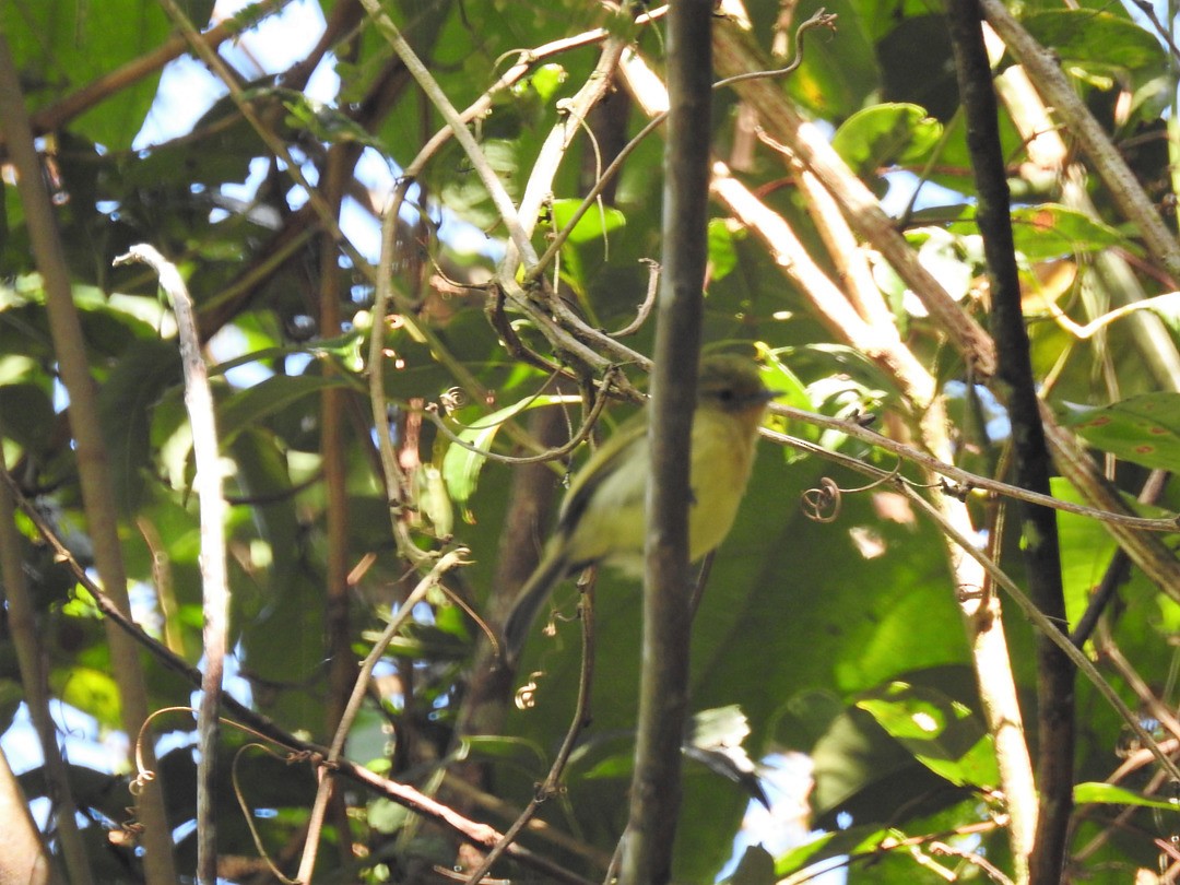 Ochre-lored Flatbill - ML635836220