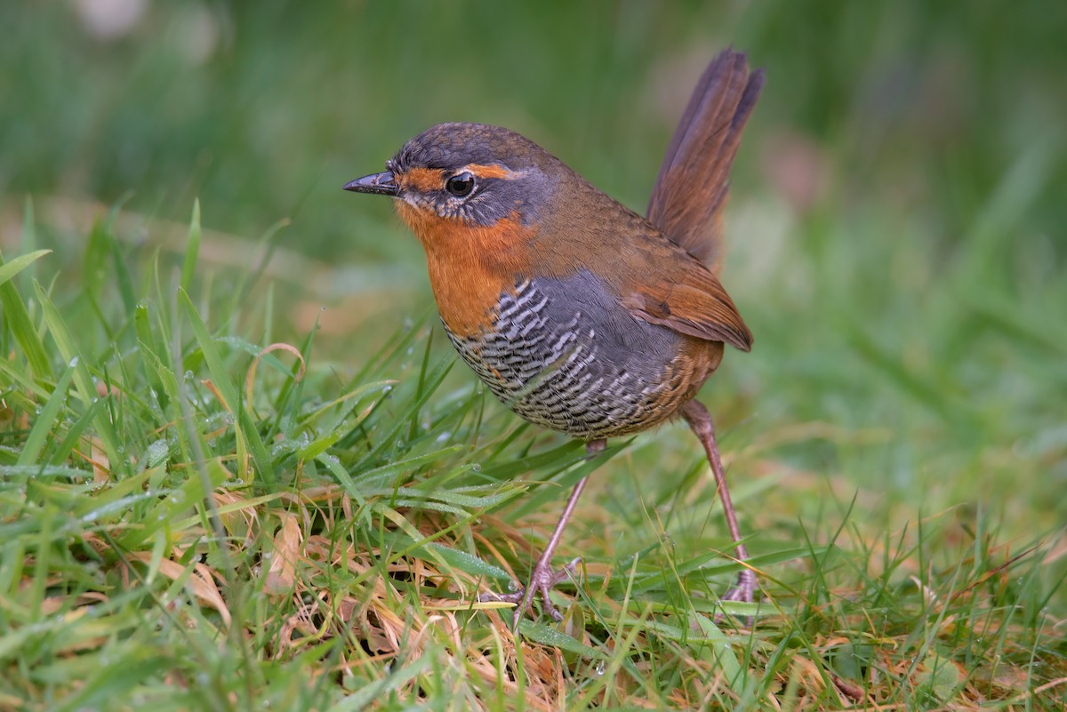 Chucao Tapaculo - ML635836398