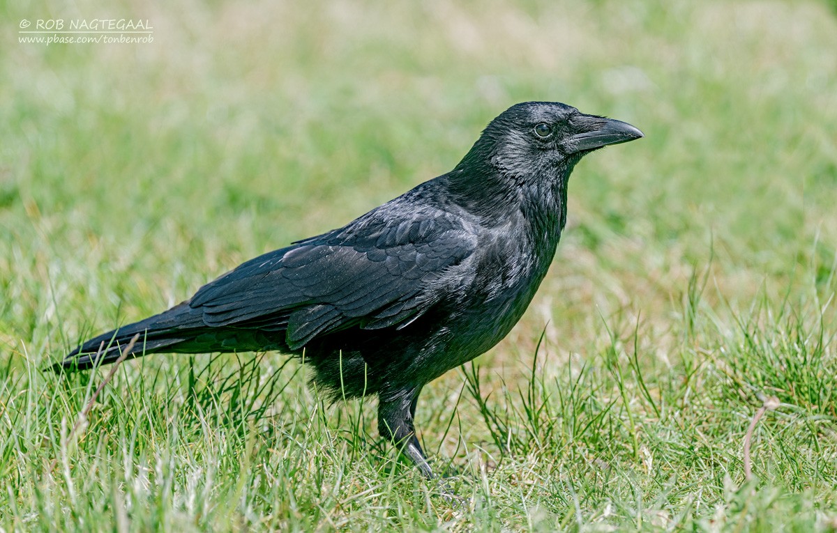 Carrion Crow - ML635836434