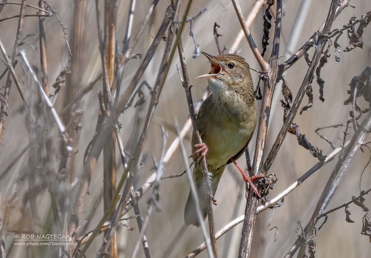 Common Grasshopper Warbler - ML635836441