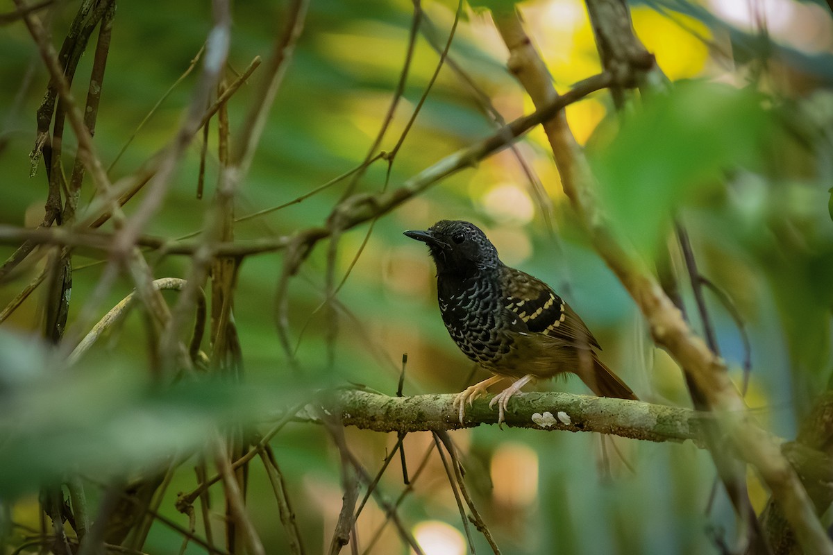 Scalloped Antbird - ML635836555