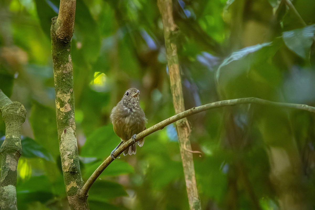Plumbeous Antvireo - ML635836559