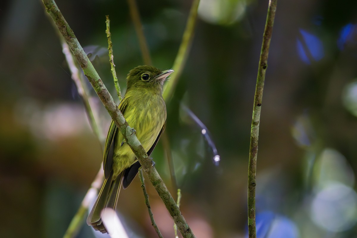 Eastern Olivaceous Flatbill - ML635836563