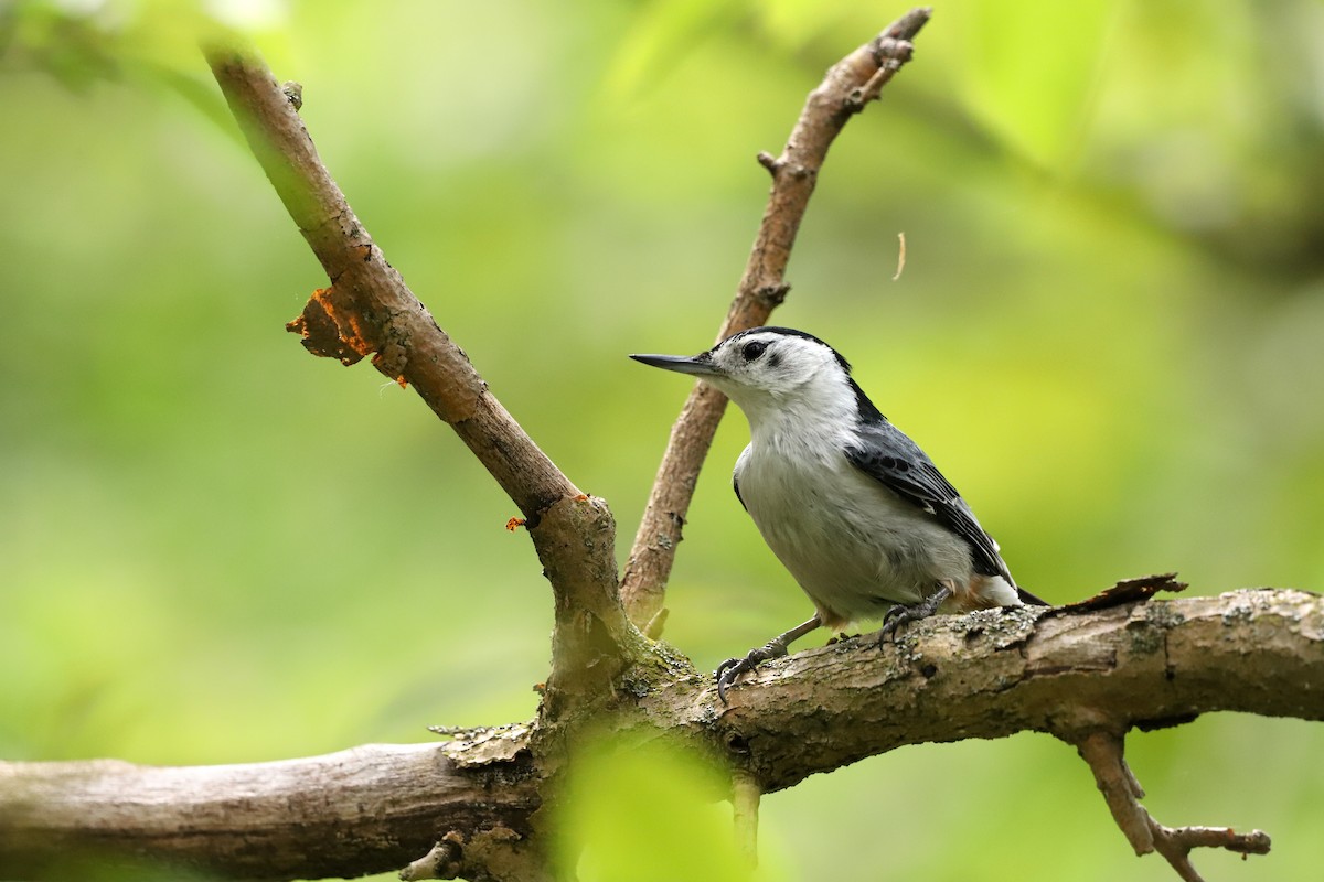 White-breasted Nuthatch - ML635836624