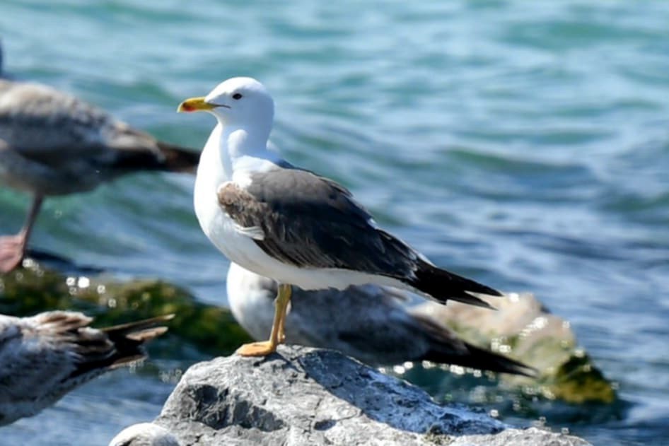 Lesser Black-backed Gull - ML635836669