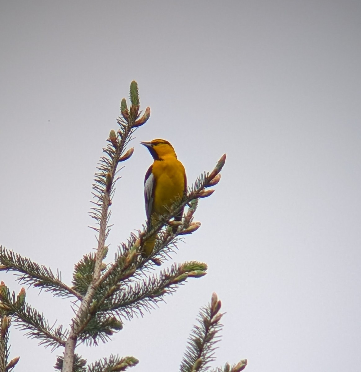 Bullock's Oriole - ML635836674