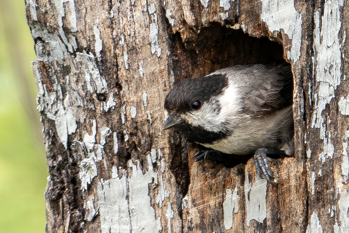 Carolina Chickadee - ML635836713