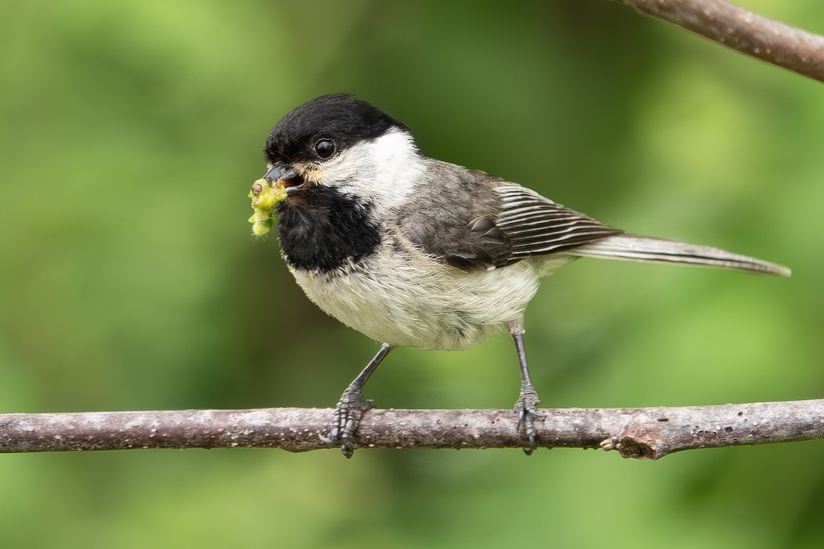 Carolina Chickadee - ML635836714