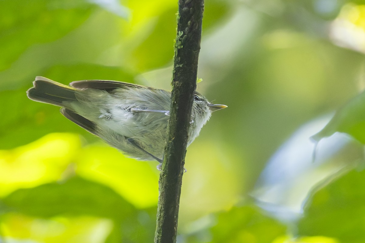 Uganda Woodland-Warbler - ML635836746