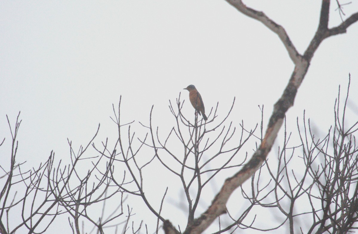 White-throated Rock-Thrush - ML635836750