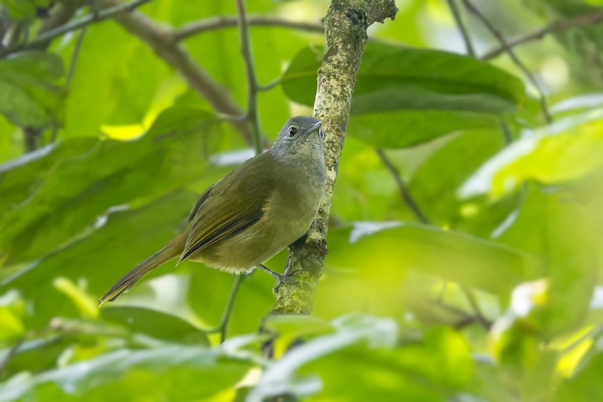 Shelley's Greenbul (Kakamega) - ML635836765