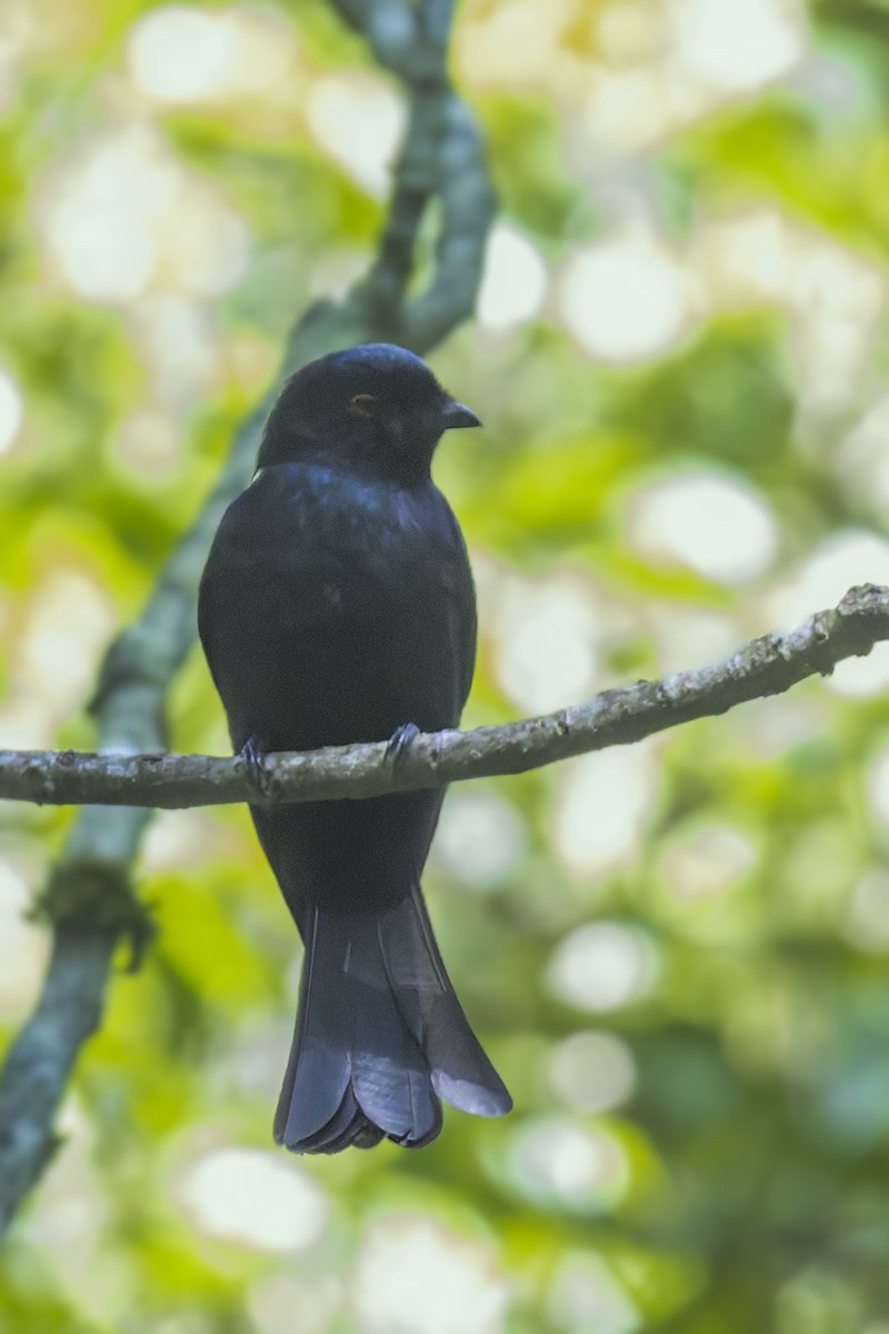 Sharpe's Drongo (Eastern) - ML635836775