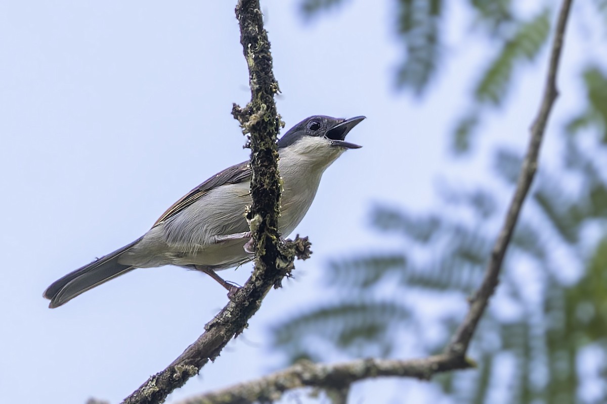 Gray-green Bushshrike - ML635836919