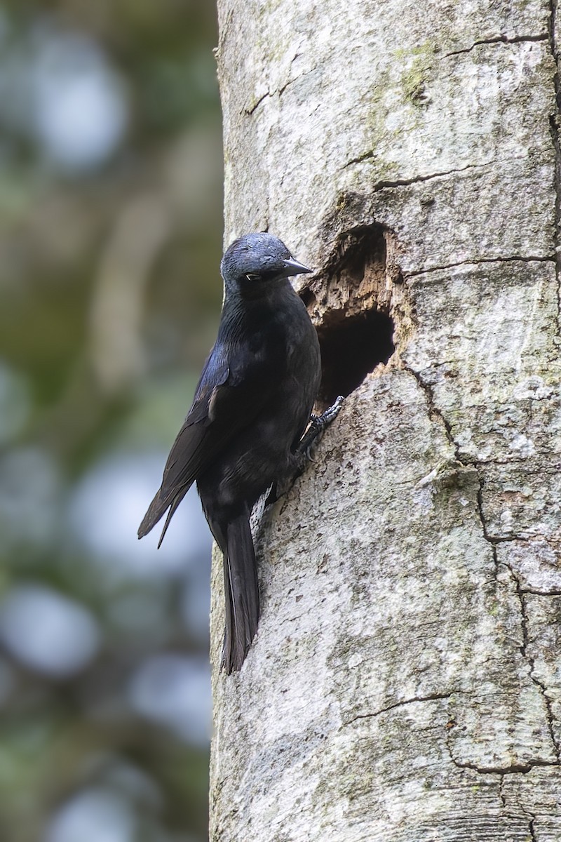 Stuhlmann's Starling - ML635836940