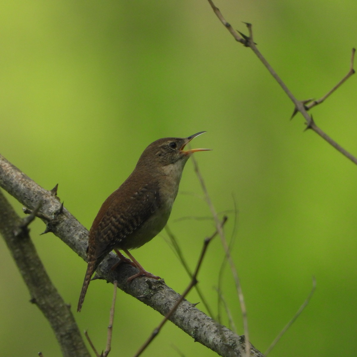 Northern House Wren - ML635836954