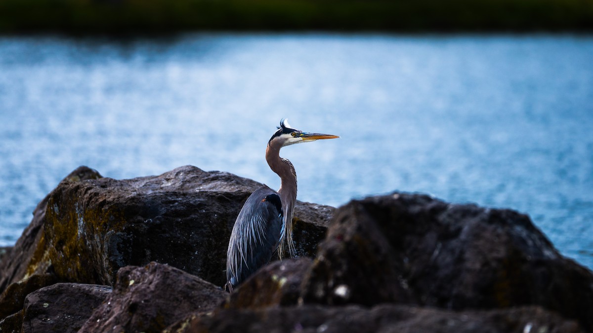 Great Blue Heron - ML635837019