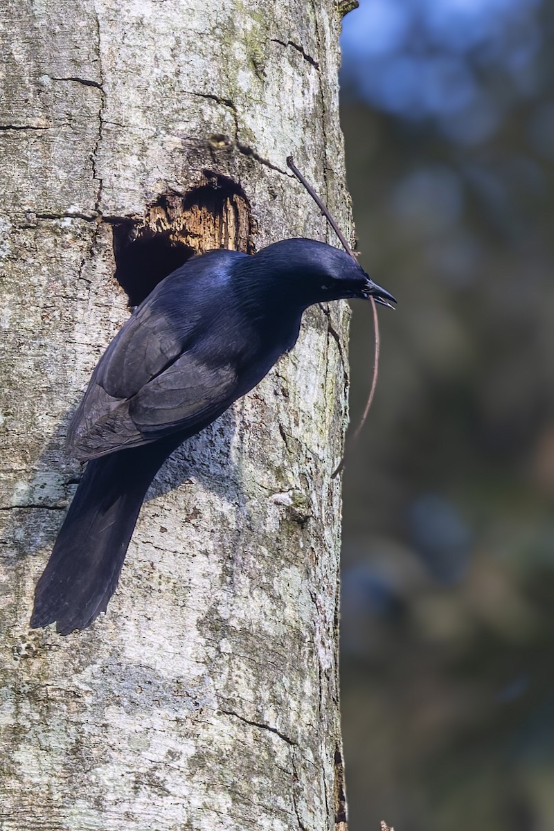 Stuhlmann's Starling - ML635837031
