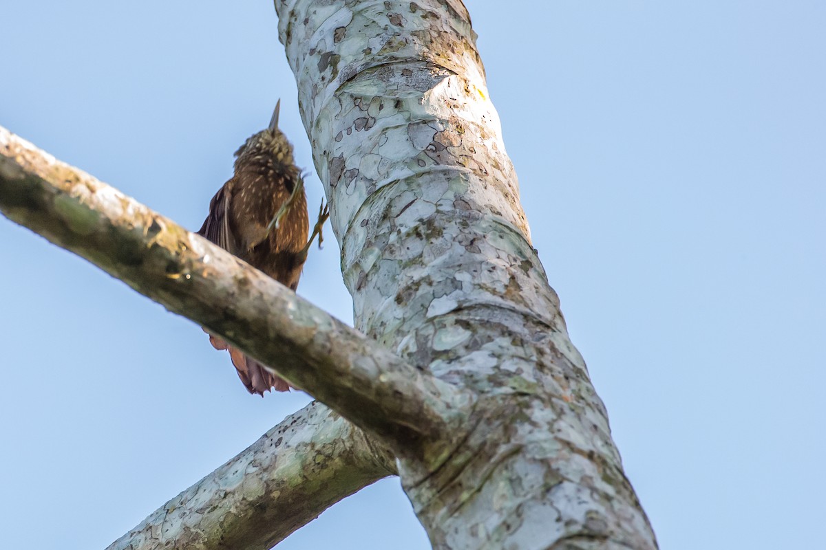 Straight-billed Woodcreeper - ML635837090