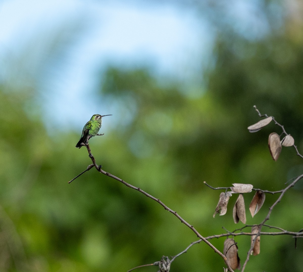 White-tailed Goldenthroat - ML635837118