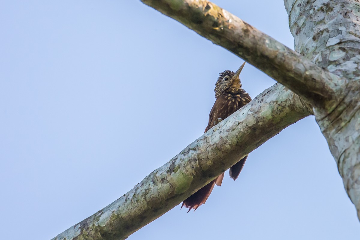 Straight-billed Woodcreeper - ML635837146