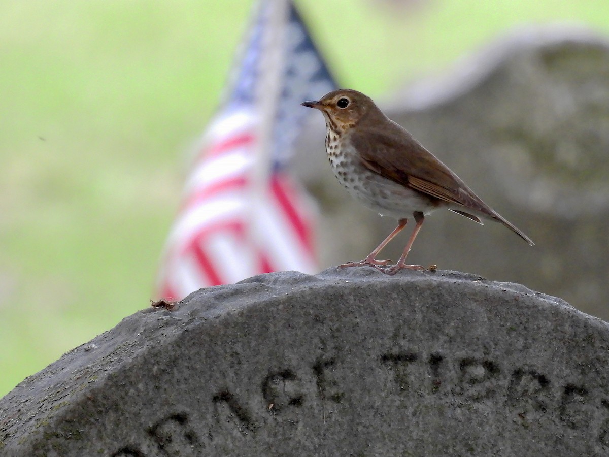 Swainson's Thrush - ML635837201
