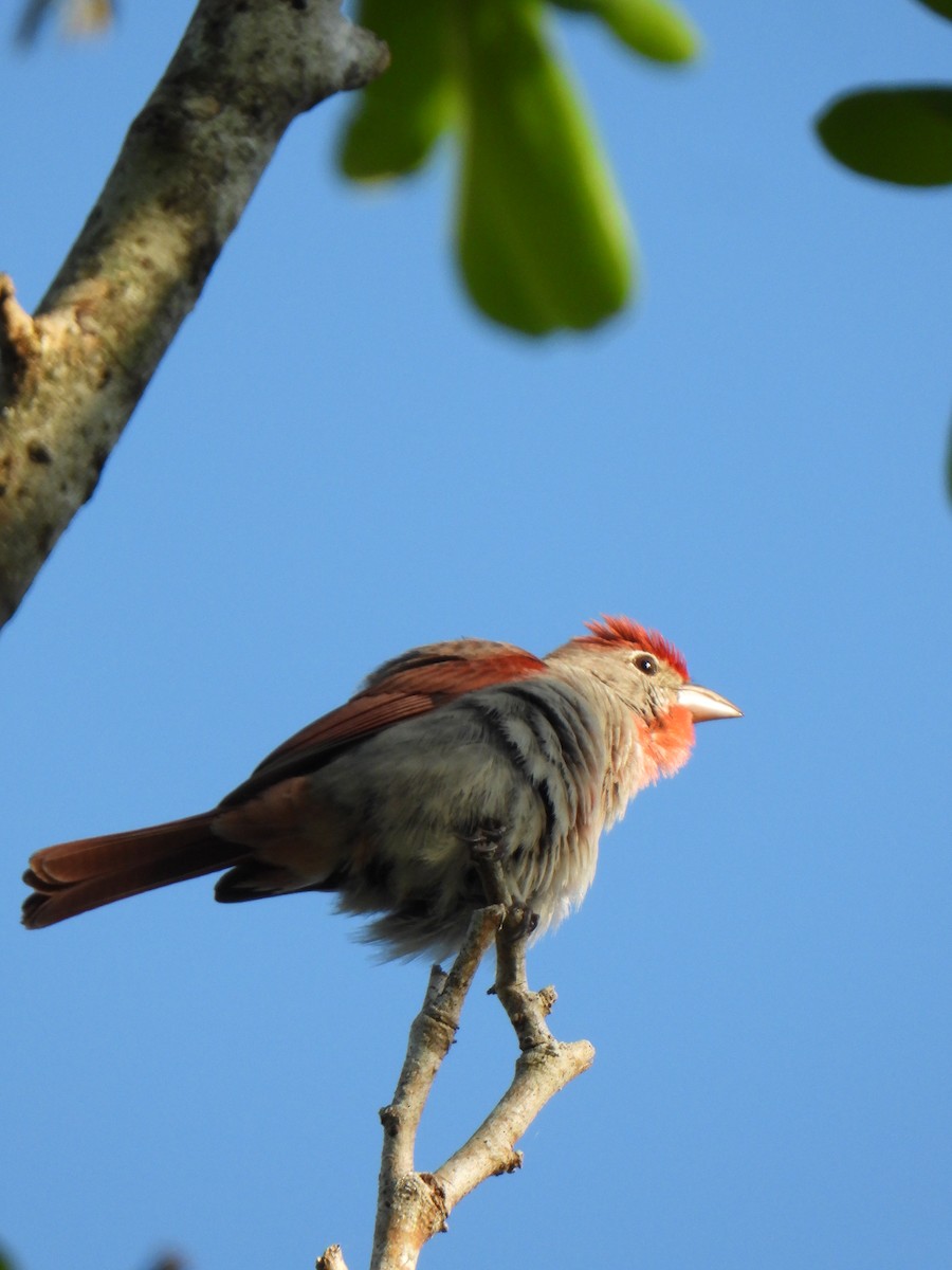 Rose-throated Tanager - ML635837239