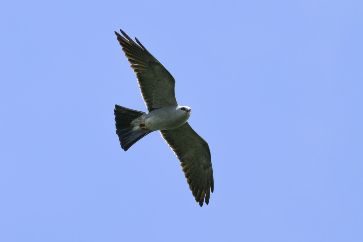 Missisipi Çaylağı - ML635837590