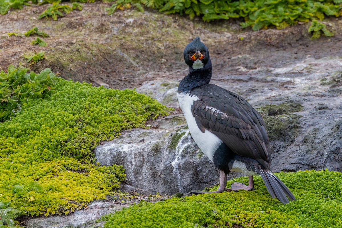 Campbell Islands Shag - ML635837645