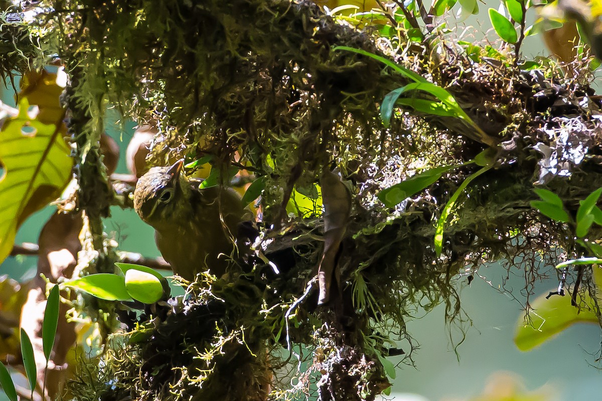 Montane Foliage-gleaner - ML635837654