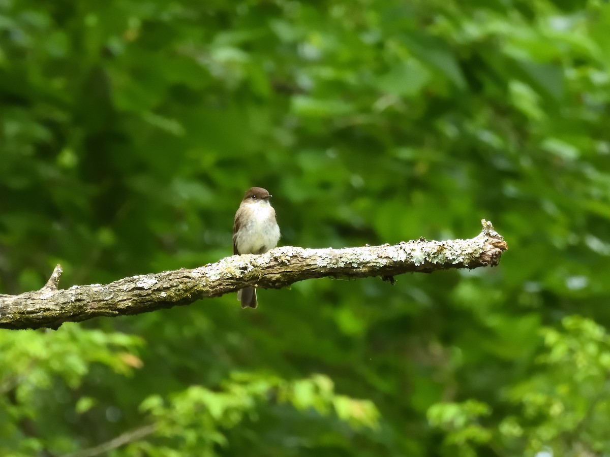 Eastern Phoebe - ML635837663
