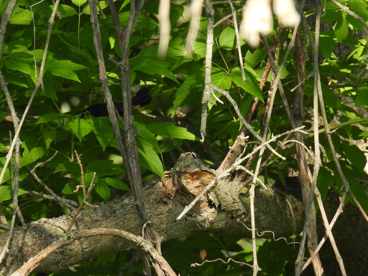 American Redstart - ML635837674