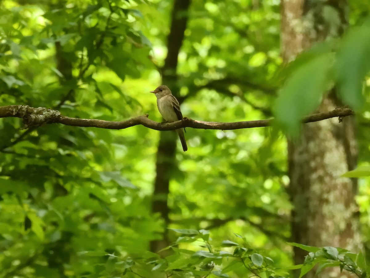 Eastern Wood-Pewee - ML635837685