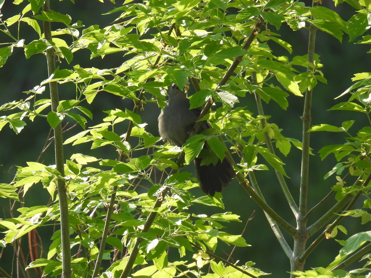 Gray Catbird - ML635837695