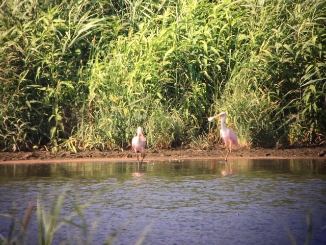 Roseate Spoonbill - ML63583771