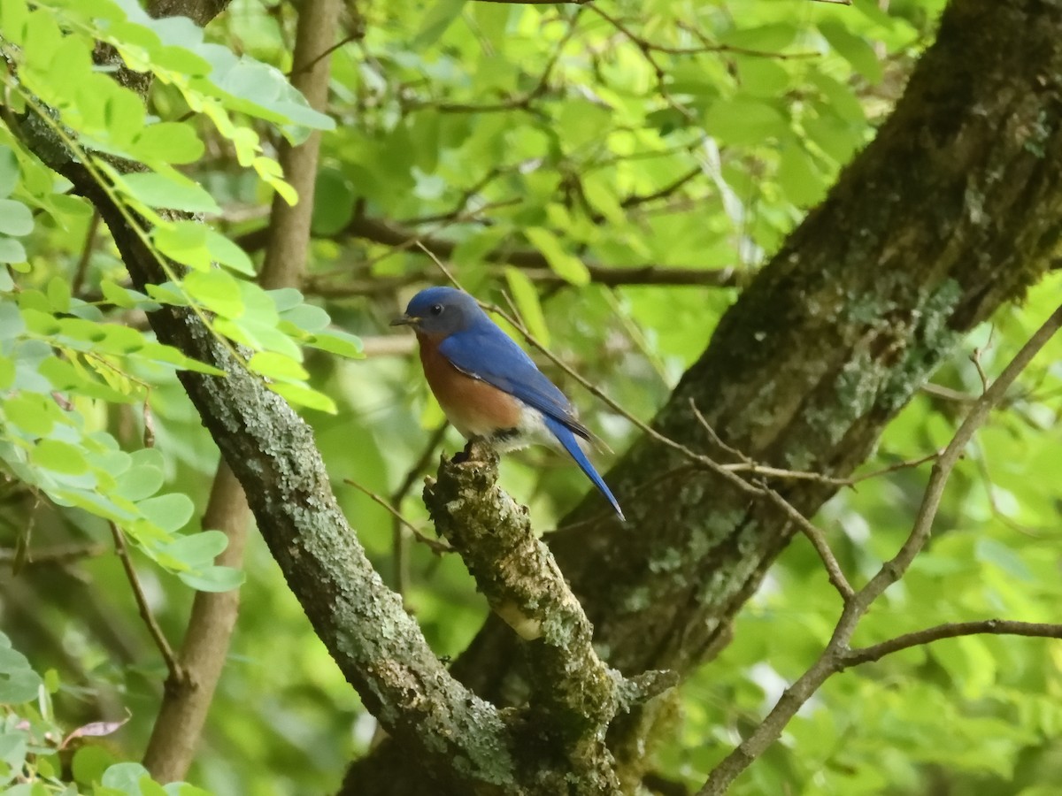 Eastern Bluebird - ML635837731