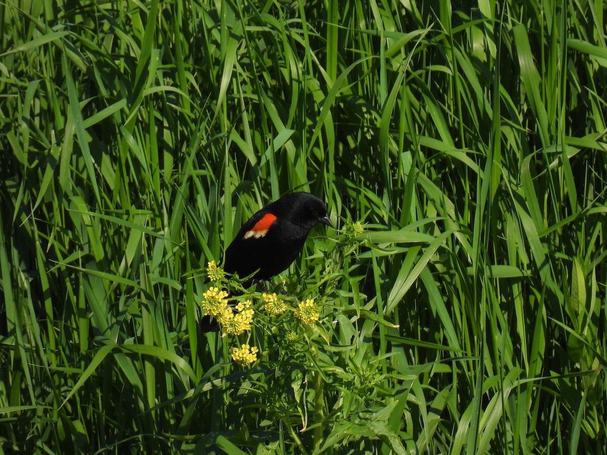 Red-winged Blackbird (Red-winged) - ML635837793