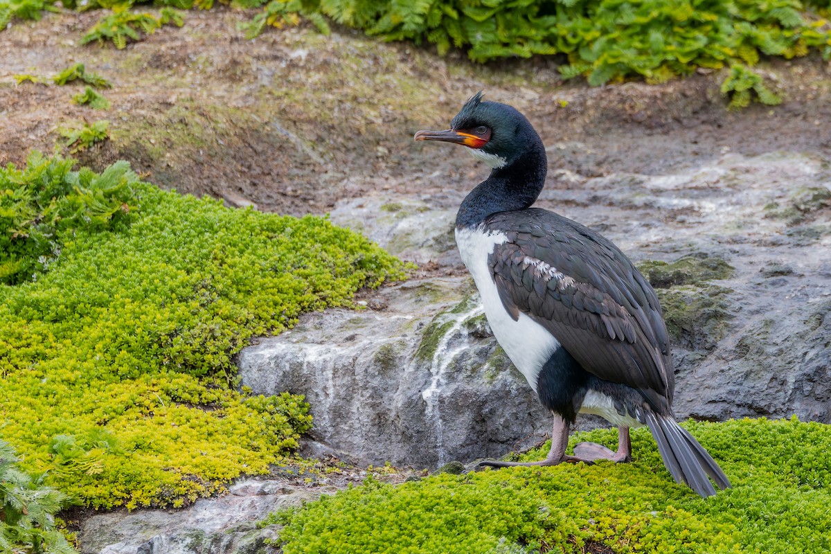 Campbell Islands Shag - ML635837800