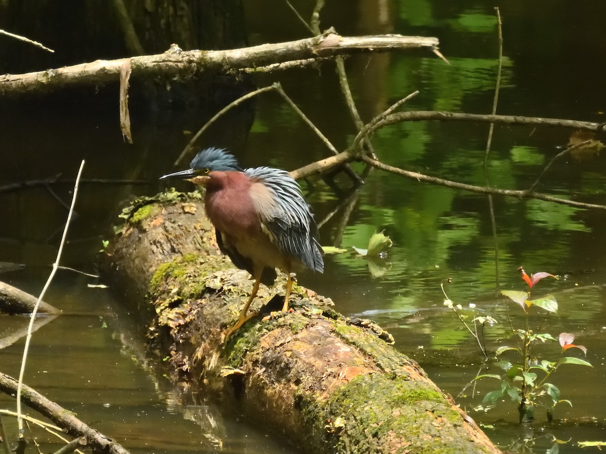 Green Heron - ML635837881