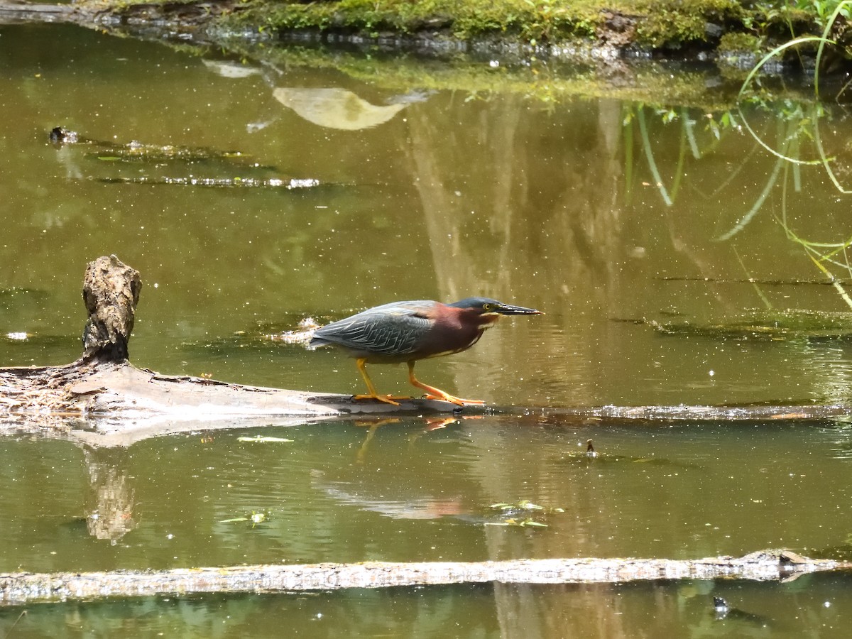 Green Heron - ML635837907