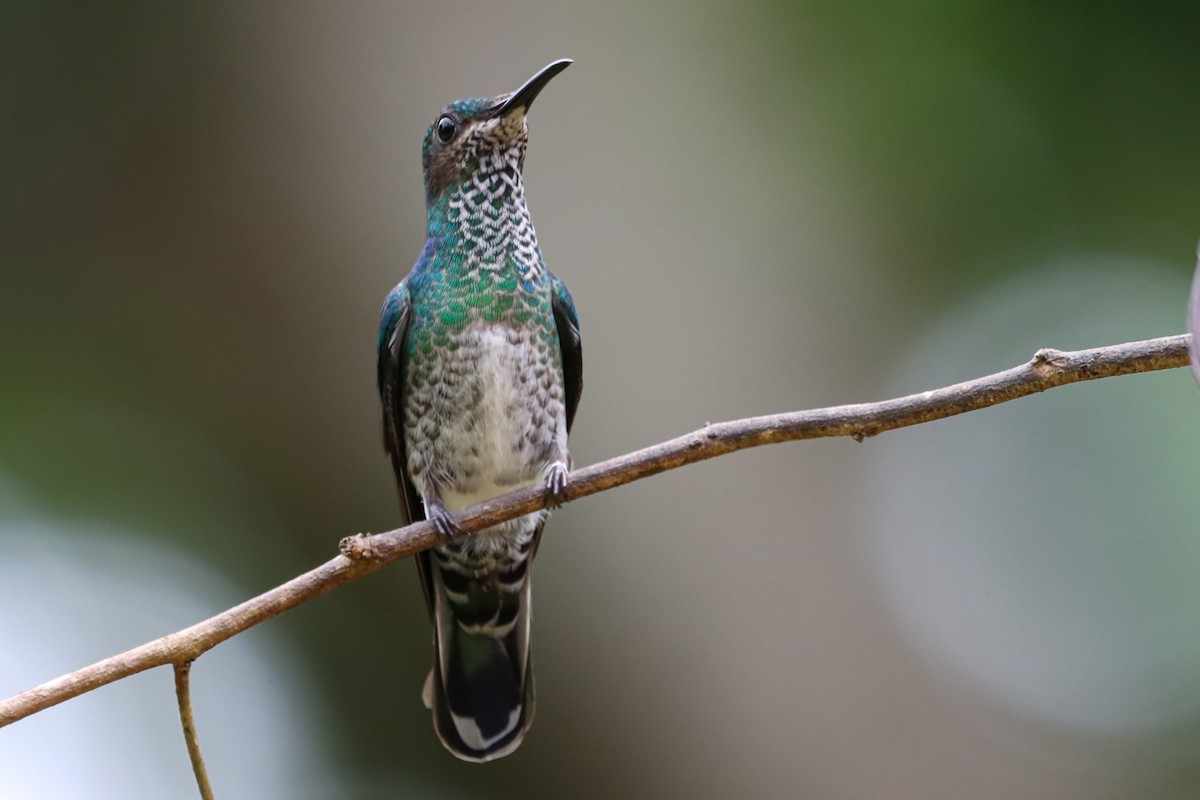 White-necked Jacobin - ML635837913