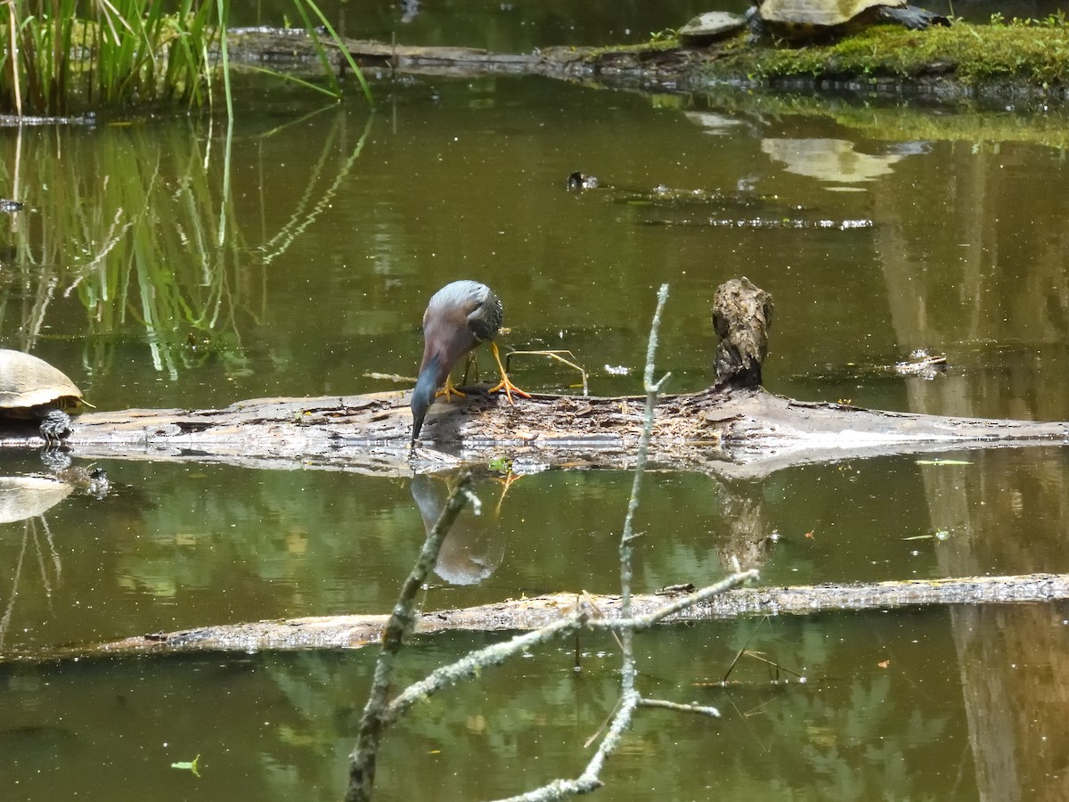 Green Heron - ML635837914