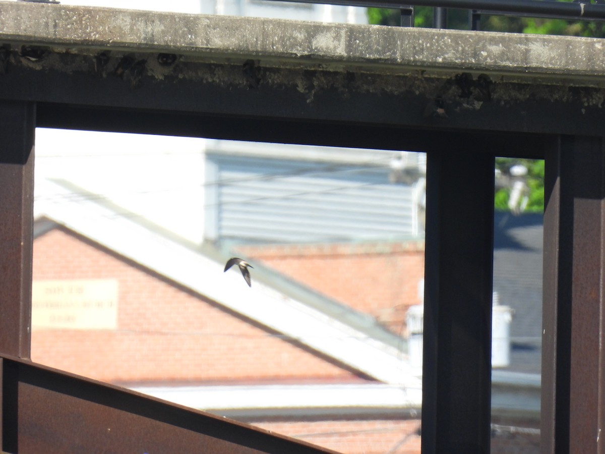 Cliff Swallow (pyrrhonota Group) - ML635837929