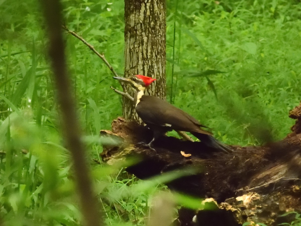 Pileated Woodpecker - ML635837940