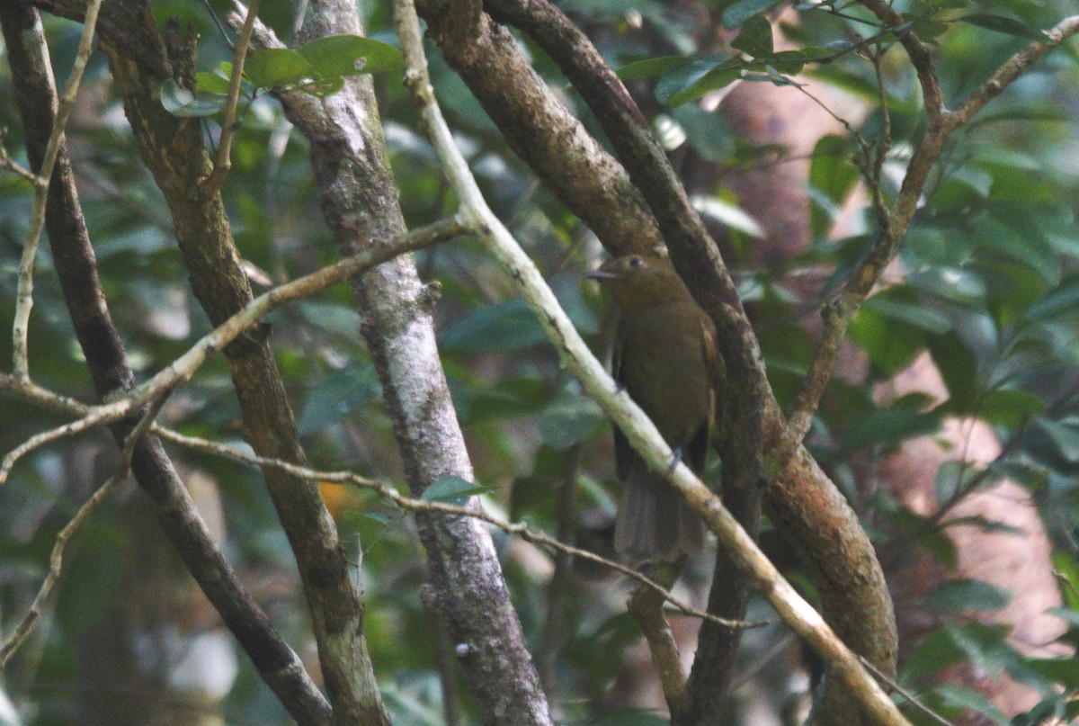 Northern Schiffornis - ML635837952