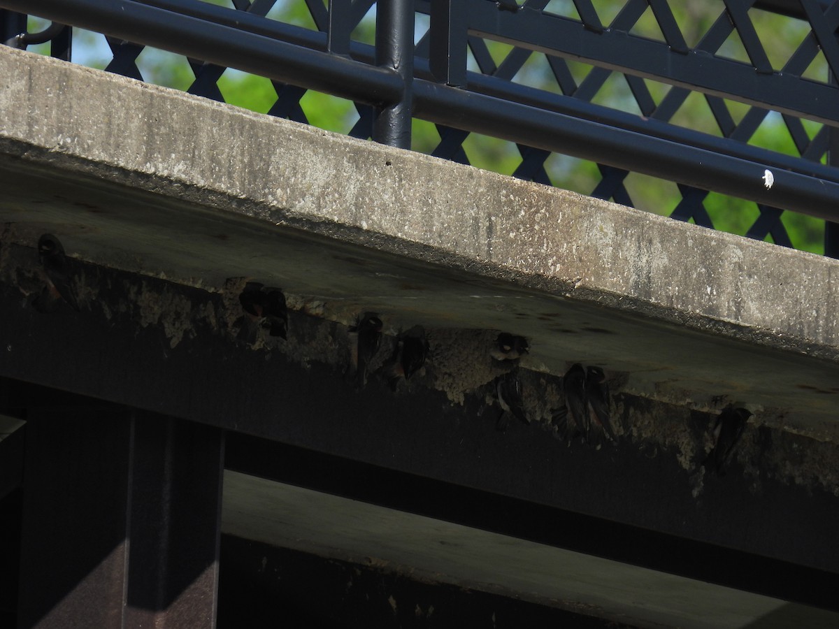 Cliff Swallow (pyrrhonota Group) - ML635837991
