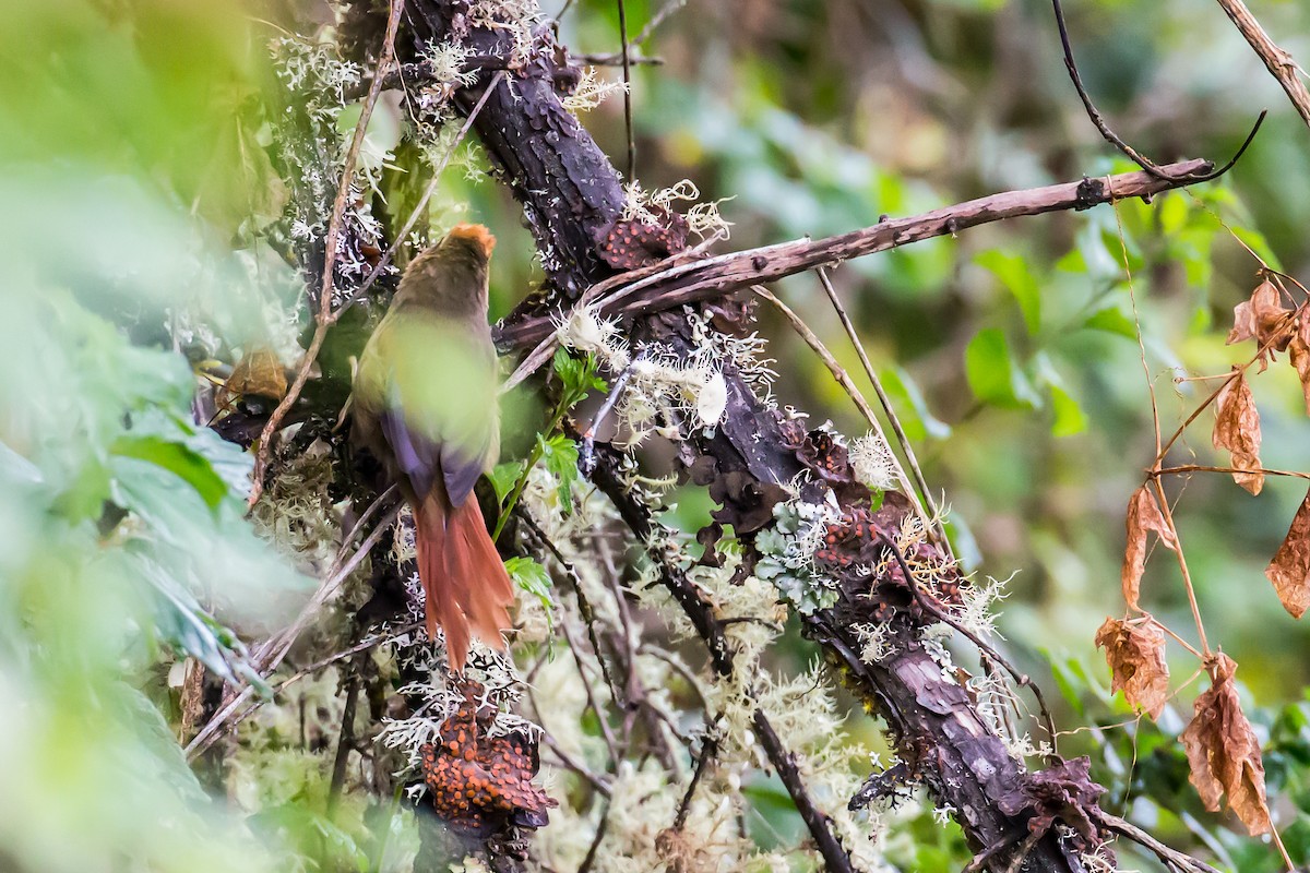 Azara's Spinetail - ML635838010