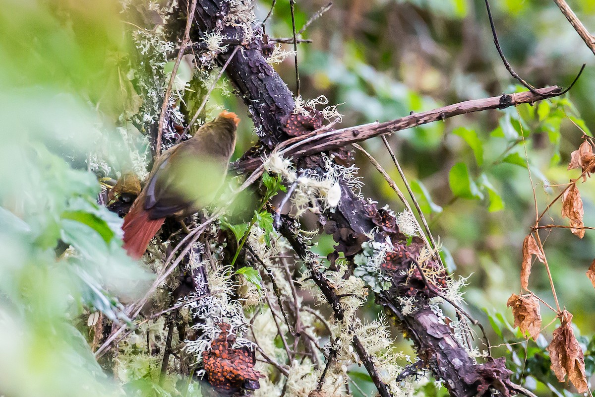 Azara's Spinetail - ML635838012