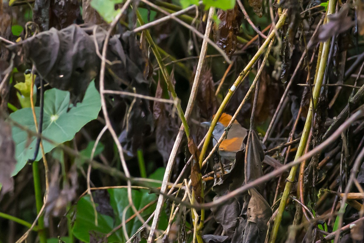 Azara's Spinetail - ML635838022